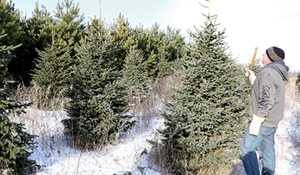 Cornucopia happy to provide fresh cut Christmas trees